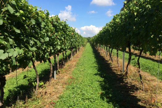 Chapel Down Winery & Vineyard