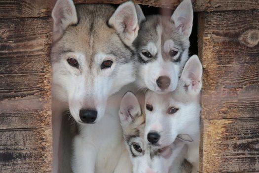 Finland - KoiraKikka - Huskies © VisitLahti