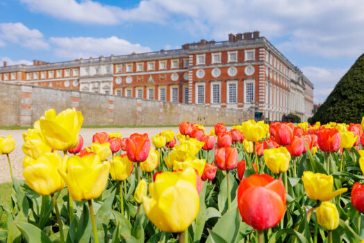 Hampton Court Palace, London, Tulips, Gardens